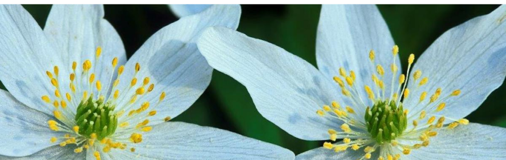 A picture of Wood Anemone flower taken in Kilcot
